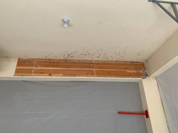 Best Emergency Mold Remediation  in Grantville, GA