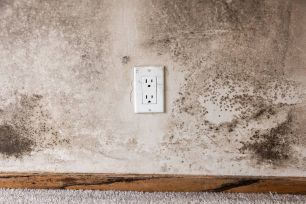 Best Environmental Consulting for Mold Prevention  in Grantville, GA