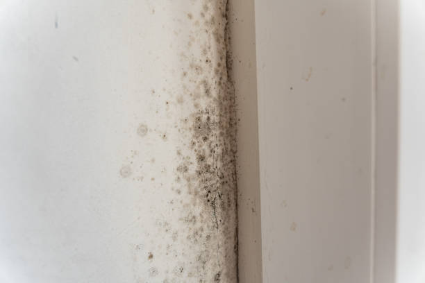 Trusted Grantville, GA Mold Removal Experts